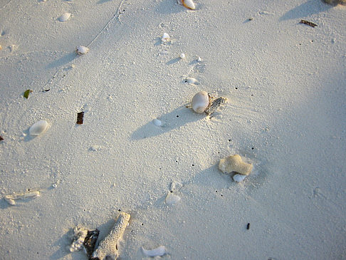 Muscheln am Strand Foto 