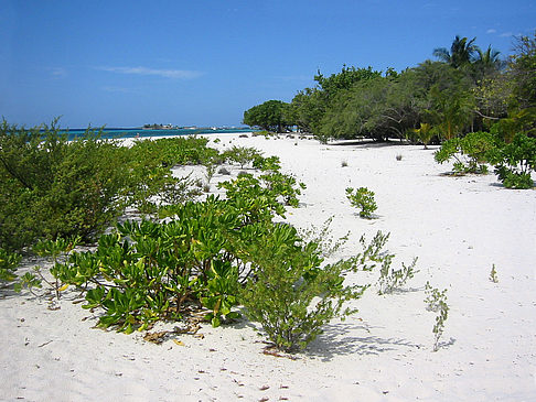 Pflanzen am Strand