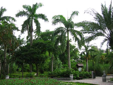 Botanischer Garten Foto 